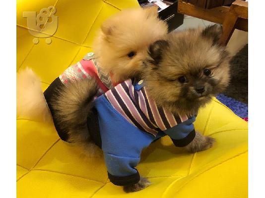 PoulaTo: Δύο Awesome T-Cup Pomeranian Puppies